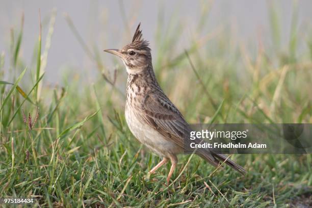 crested lark (galerida cristata) sitting in the grass, lake neusiedl, burgenland, austria - crested lark stock pictures, royalty-free photos & images
