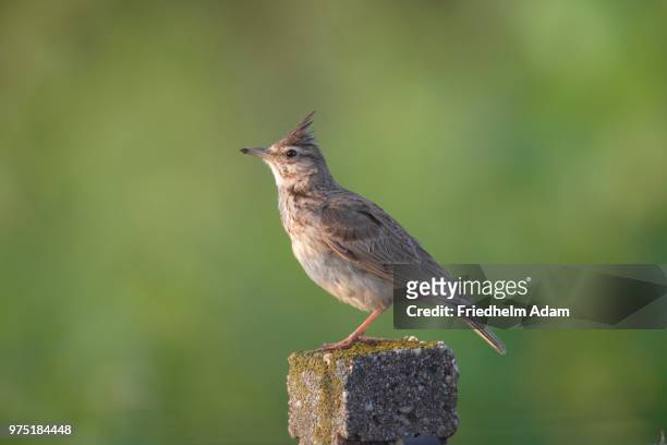crested lark (galerida cristata) sitting on a pole, lake neusiedl, burgenland, austria - crested lark stock pictures, royalty-free photos & images
