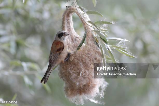 eurasian penduline tit (remiz pendulinus), female on semifinished nest, lake neusiedl, burgenland, austria - eurasian penduline tit stock pictures, royalty-free photos & images