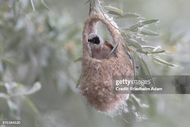 eurasian penduline tit (remiz pendulinus), male in semifinished nest, lake neusiedl, burgenland, austria - eurasian penduline tit stock pictures, royalty-free photos & images