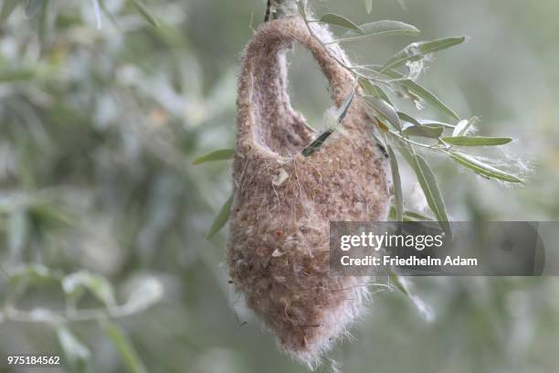 empty, semifinished nest of a eurasian penduline tit (remiz pendulinus, lake neusiedl, burgenland, austria - eurasian penduline tit stock pictures, royalty-free photos & images
