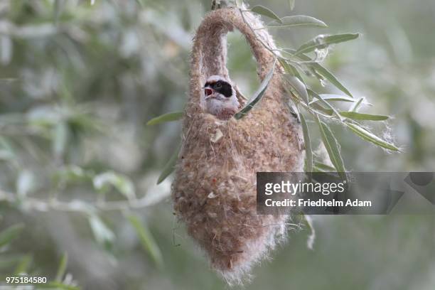 eurasian penduline tit (remiz pendulinus), male in semifinished nest, calling, lake neusiedl, burgenland, austria - eurasian penduline tit stock pictures, royalty-free photos & images