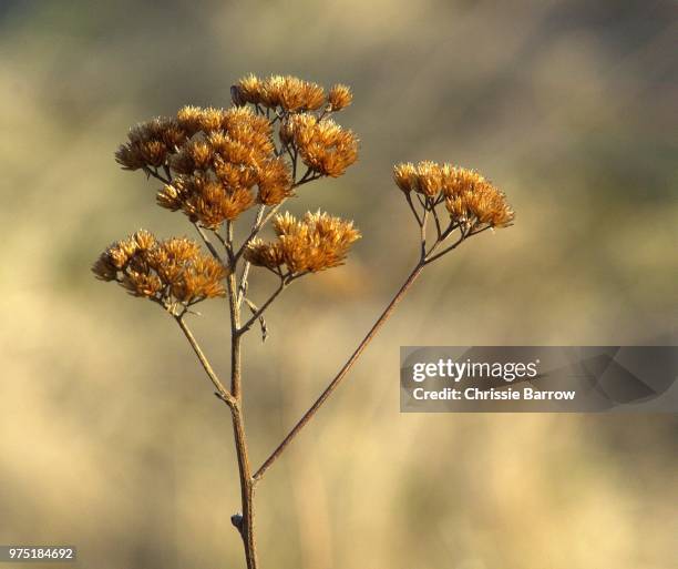 last year's ragwort - ragwort stock pictures, royalty-free photos & images