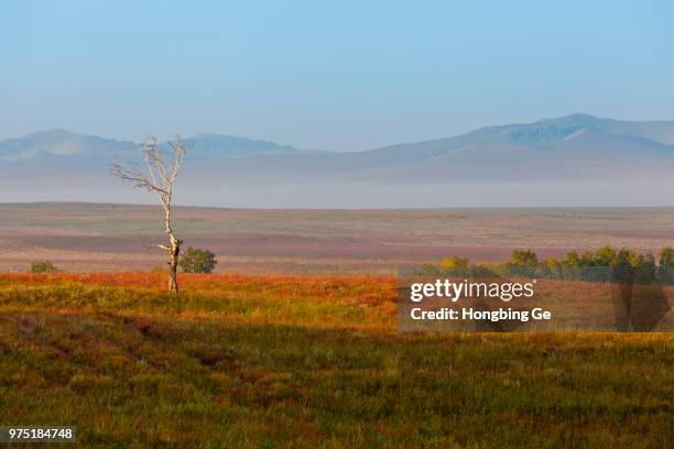 lone tree in wulan butong grassland, chifeng, inner mongolia, china - chifeng stock pictures, royalty-free photos & images