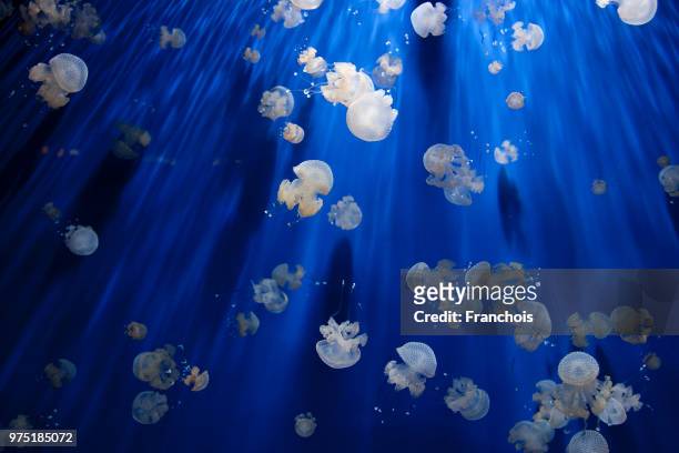 A school of jellyfish floating in the ocean.