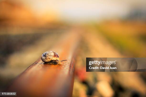 snail on log - david concha fotografías e imágenes de stock