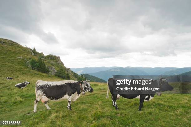 vosges cattle (bos primigenius taurus), rare endangered breed of cattle, vosges, alsace-lorraine, france - bos taurus primigenius stock pictures, royalty-free photos & images
