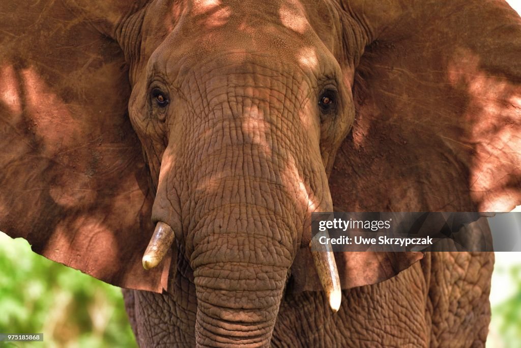 African Elephant (Loxodonta africana), coloured by red earth, Tsavo West, Kenya