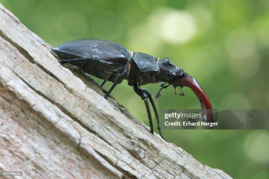 Stag beetle (Lucanus cervus) on a tree trunk, Emsland, Lower Saxony, Germany