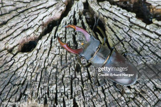 stag beetle (lucanus cervus) on a tree trunk, emsland, lower saxony, germany - abadejo imagens e fotografias de stock