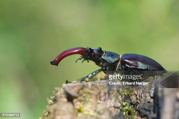 stag beetle (lucanus cervus) on a tree trunk, emsland, lower saxony, germany - abadejo imagens e fotografias de stock