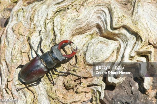 stag beetle (lucanus cervus) on a tree trunk, emsland, lower saxony, germany - abadejo imagens e fotografias de stock
