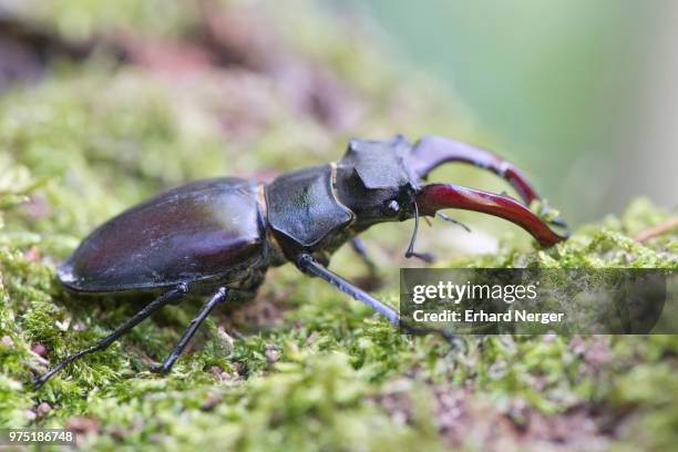 stag beetle (lucanus cervus) on moss, emsland, lower saxony, germany - abadejo imagens e fotografias de stock