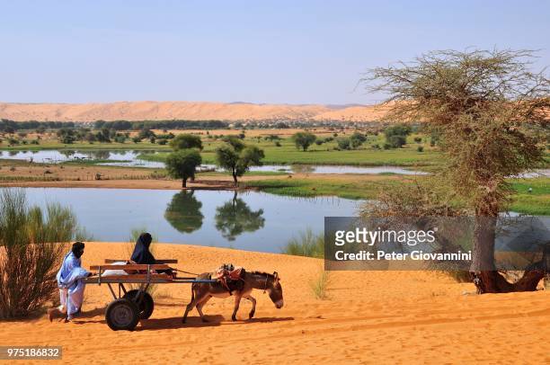 donkey cart being pushed through the soft sand, moudjeria, tagant region, mauritania - bar cart stockfoto's en -beelden