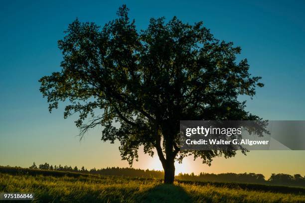 old english oak (quercus robur), swabian jura, baden-wuerttemberg, germany - english oak stock pictures, royalty-free photos & images