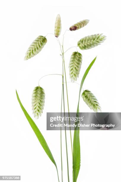 briza maxima (quaking grass) - ornamental grass stock pictures, royalty-free photos & images