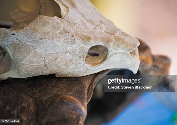 ex terrapin - terrapin stock pictures, royalty-free photos & images