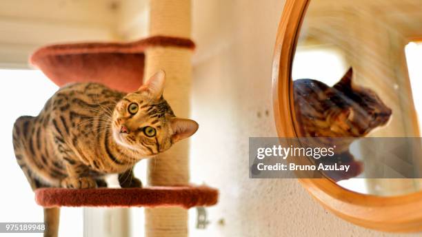 quoi ma gueule ? - bengal cat stock pictures, royalty-free photos & images