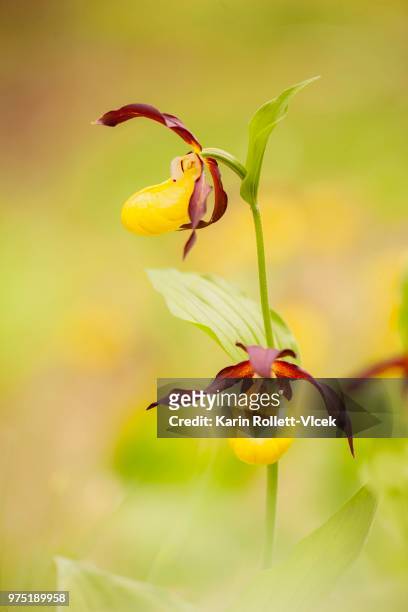 lady's-slipper orchid (cypripedium calceolus), halltal, tyrol, austria - calceolus stock-fotos und bilder