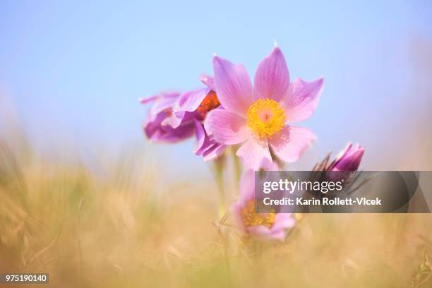 greater pasque flower (pulsatilla grandis), perchtolsdorfer heide, lower austria, austria - pulsatilla grandis stock pictures, royalty-free photos & images