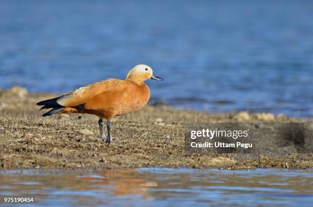 rudy shelduck - ruddy shelduck stockfoto's en -beelden