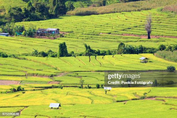 rice terrace - fotógrafo stock pictures, royalty-free photos & images