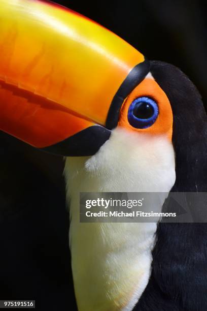 Sam, Bildbanksbilder