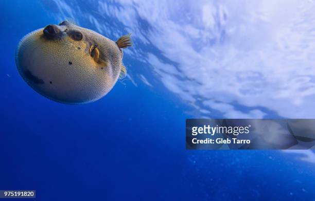 going to the deep - puffer fish stock pictures, royalty-free photos & images