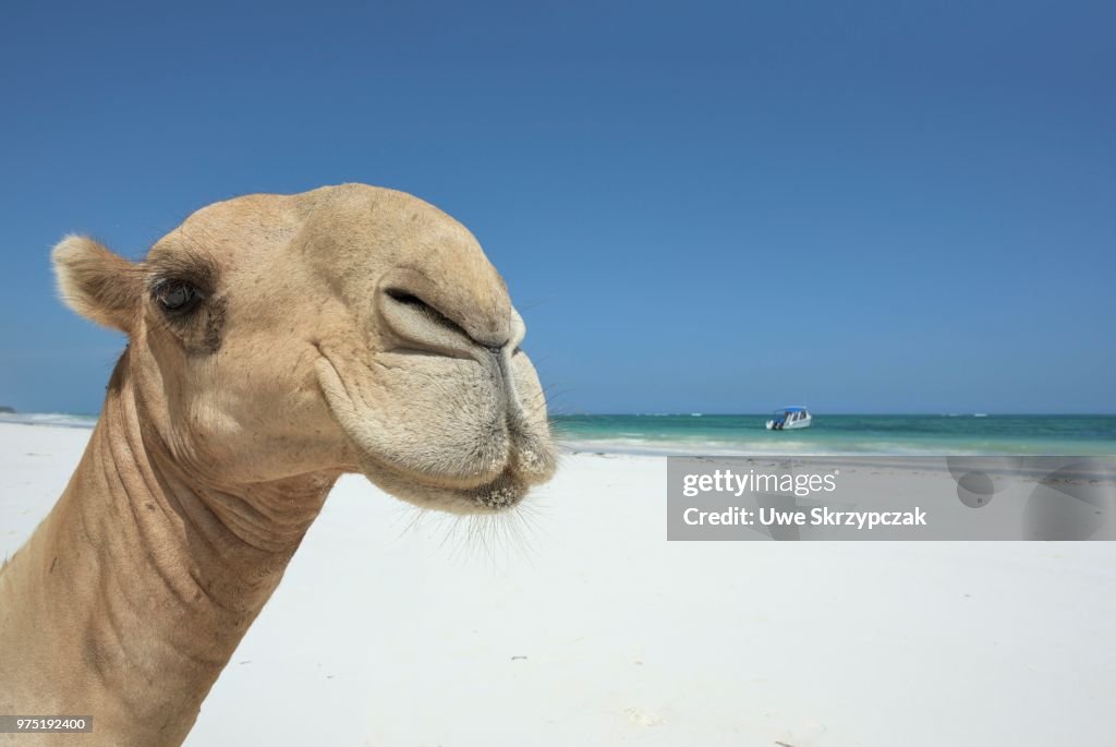 Dromedary or Arabian camel (Camelus dromedarius), portrait, Diani Beach, Indian Ocean, Ukunda, Mombasa, Kenya