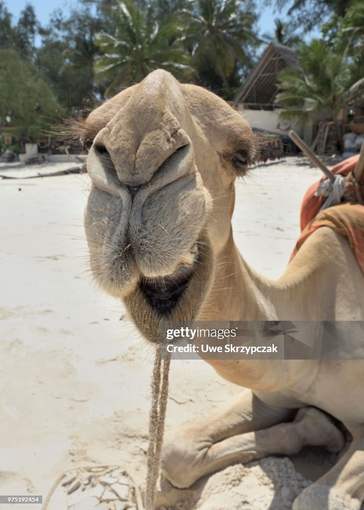 Dromedary or Arabian camel (Camelus dromedarius), portrait, Diani Beach, Indian Ocean, Ukunda, Mombasa, Kenya