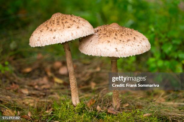 parasol mushrooms (macrolepiota procera), lower saxony, germany - agaricomycotina stock pictures, royalty-free photos & images
