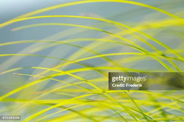 sedge leaves in the wind, sedges (carex sp.), north rhine-westphalia, germany - sedges stock pictures, royalty-free photos & images