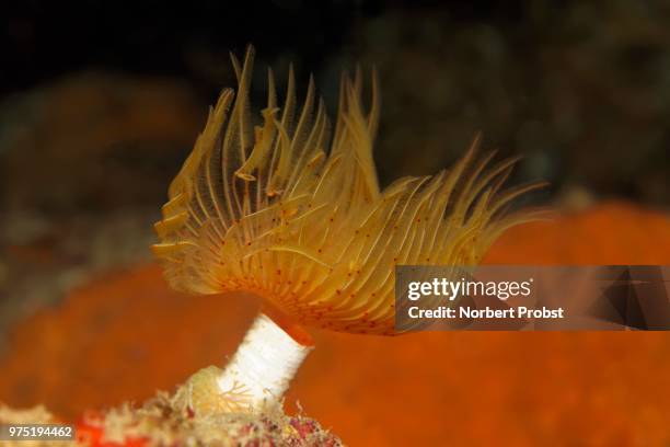 red-spotted horseshoe (protula tubularia), corfu, ionian islands, greece - tubularia stock pictures, royalty-free photos & images