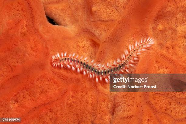Orange Fireworm 148 Encrusting Stock Photos, High-Res Pictures, and Images - Getty Images