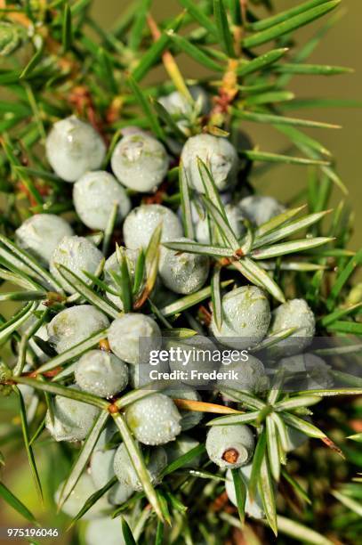 common juniper (juniperus communis) with unripe berry-shaped cones, north rhine-westphalia, germany - wacholderbeeren stock-fotos und bilder