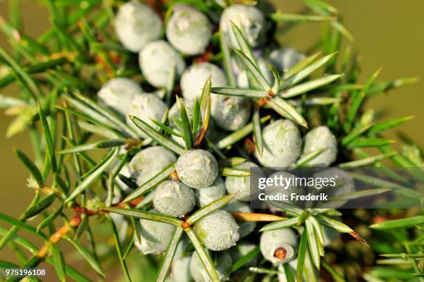 common juniper (juniperus communis) with unripe berry-shaped cones, north rhine-westphalia, germany - juniper berries stock pictures, royalty-free photos & images