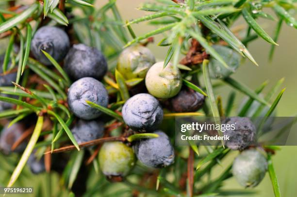 common juniper (juniperus communis) with ripe and unripe berry-shaped cones, north rhine-westphalia, germany - wacholderbeeren stock-fotos und bilder