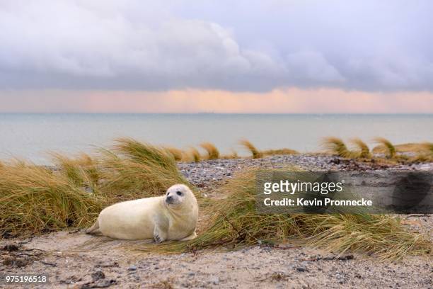 young grey seal (halichoerus grypus) on the beach of heligoland, schleswig-holstein, germany - gray seal stock pictures, royalty-free photos & images