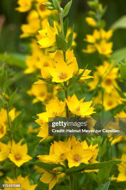 garden loosestrife (lysimachia vulgaris), bavaria, germany - loosestrife stock pictures, royalty-free photos & images