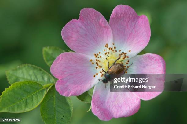 dog-rose (rosa canina) with garden chafer (phyllopertha horticula), emsland, lower saxony, germany - ca nina stock pictures, royalty-free photos & images