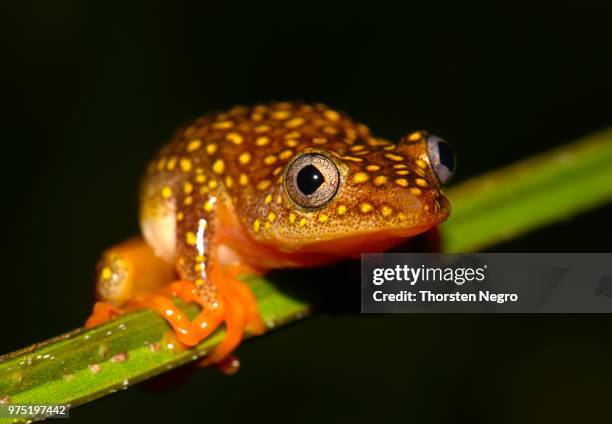 whitebelly reed frog (heterixalus alboguttatus), ranomafana, madagascar - ranomafana stock pictures, royalty-free photos & images