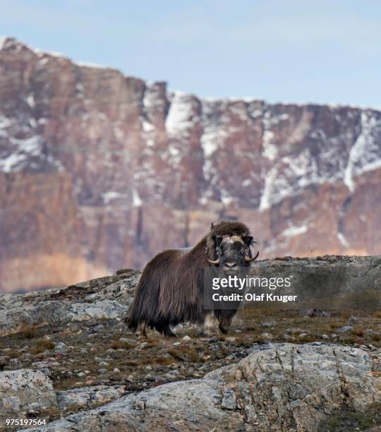 muskox (ovibos moschatus) standing in mountain landscape, blomsterbugten, ymers, kejser franz joseph fjord, northeast greenland national park, greenland - myskoxe bildbanksfoton och bilder
