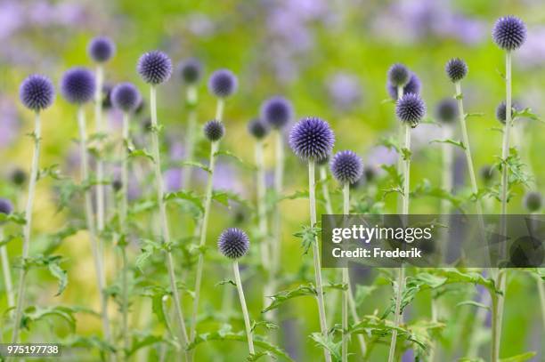 blue globe thistles (echinops sp.), north rhine-westphalia, germany - globe thistle stock pictures, royalty-free photos & images