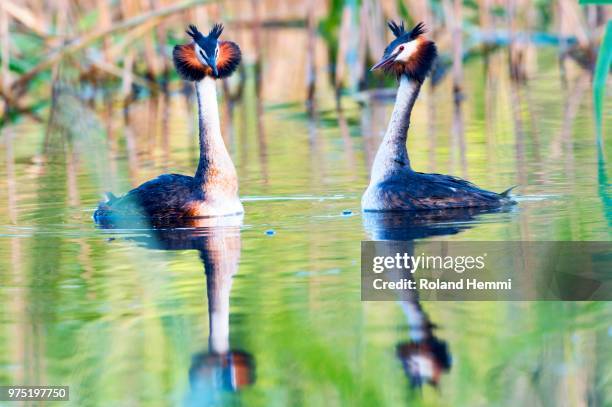 great crested grebes (podiceps cristatus) doing a mating dance, canton of vaud, switzerland - vaud canton stockfoto's en -beelden