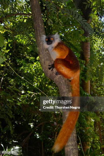 black lemur (eulemur macaco), female in the rainforests of lokobe national park, nosy be, madagascar - nosy be stock-fotos und bilder