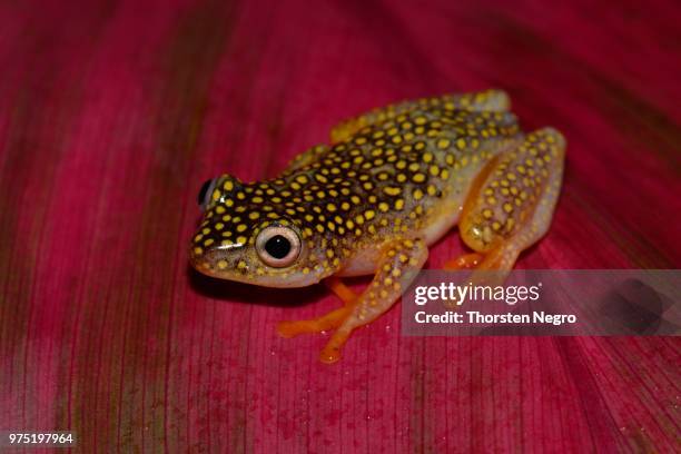 baumsteiger frog art (heterixalus alboguttatus), ranomafana national park, madagascar - ranomafana stock pictures, royalty-free photos & images