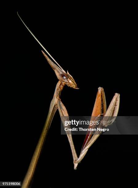 idolomorpha madagascariensis mantis, isalo national park, madagascar - toliara stock-fotos und bilder