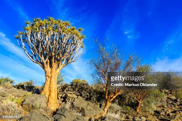 quiver tree or kokerboom (aloe dichotoma), quiver tree forest or kokerboom woud, naukluft mountains, namibia - woud fotografías e imágenes de stock