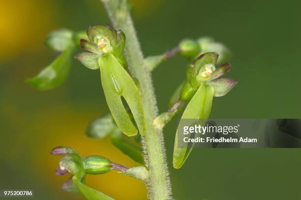common twayblade (listera ovata), flowering, malscheid nature reserve, north rhine-westphalia, germany - ovata stock pictures, royalty-free photos & images