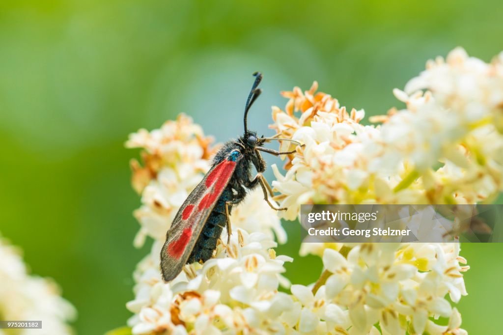 Six-spot burnet (Zygaena filipendulae) on privet (Ligustrum sp.) flower, Hesse, Germany